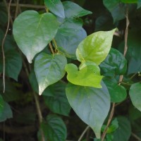 Poranopsis paniculata (Roxb.) Roberty